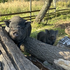 Эко-комплекс Ланьдиво, Московская область