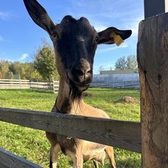 Эко-комплекс Ланьдиво, Московская область