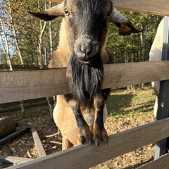 Эко-комплекс Ланьдиво, Московская область