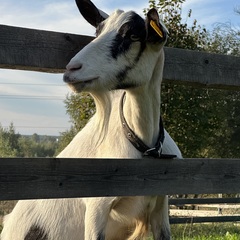 Эко-комплекс Ланьдиво, Московская область