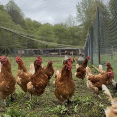 Эко-комплекс Ланьдиво, Московская область