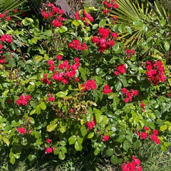 Коттеджный комплекс Алашара, Пицунда