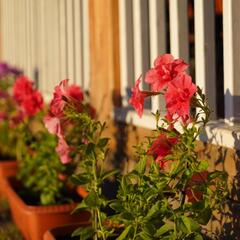 Эко-отель Альтаир Усть-Кокса, Республика Алтай