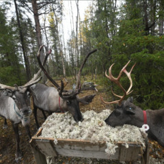 Парк отдыха Северное сияние, Мурманская область
