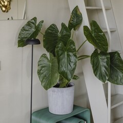 Гостевой дом Менчаково, Владимирская область