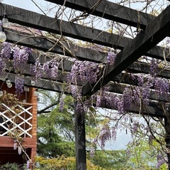 Гостевой дом VIDA (Цандрипш), Гагрский район