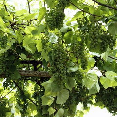 Гостевой дом Диана Аллама Групп, Краснодарский край