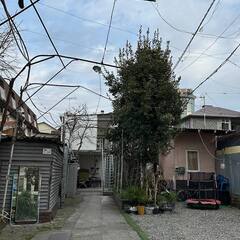 Гостевой дом Южные ночи (Адлер), Краснодарский край