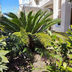 Гостевой дом Жемчуг (Адлер), Краснодарский край