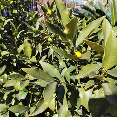 Гостевой дом Жемчуг (Адлер), Краснодарский край