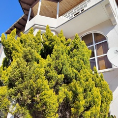 Гостевой дом Жемчуг (Адлер), Краснодарский край