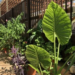 Гостевой дом Marco Polo (Адлер), Краснодарский край