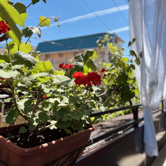 Гостевой дом Лазурный ГД, Краснодарский край