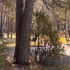 Гостевой дом Елки. Дом у леса, Тюменская область