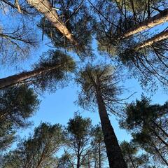 База отдыха Каялин, Ленинградская область