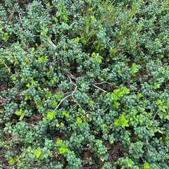 База отдыха Каялин, Ленинградская область