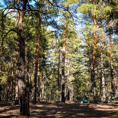 База отдыха Лесные кварталы (Лесники), Курганская область
