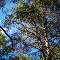 База отдыха Лесные кварталы (Лесники), Курганская область