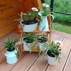 Глэмпинг Лисий нос, Томская область