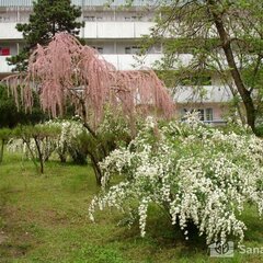 Пансионат  Восток Club Resort Сamp & Spa, Краснодарский край