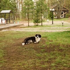 Загородный комплекс Пять Звезд Цвелодубово, Ленинградская область