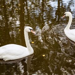 Загородный комплекс Пять Звезд Цвелодубово, Ленинградская область