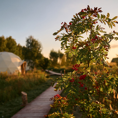Глэмпинг Ива СПА, Тульская область
