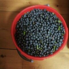 Дом в Верхней Видлице, Республика Карелия