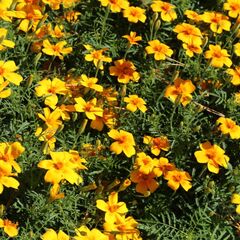 Гостевой дом Берег Ладоги, Республика Карелия