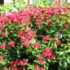 Гостевой дом Берег Ладоги, Республика Карелия