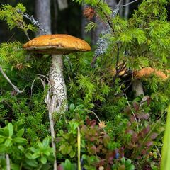 Гостевой дом Домик на Хуторе, Республика Карелия