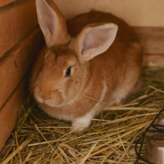 Загородный комплекс Здоровей, Минская область