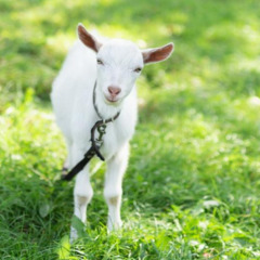 Загородный комплекс Здоровей, Минская область