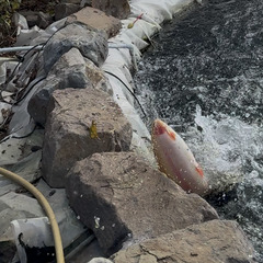 Дом Волга Day, Волгоградская область