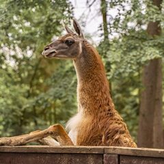 База отдыха Русские Сезоны Вятские Дачи, Вятское, Ярославская область