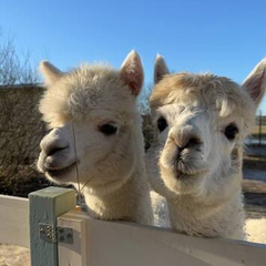 Дом Лесной с сауной и чаном Лес_Озеро_Дом, Московская область