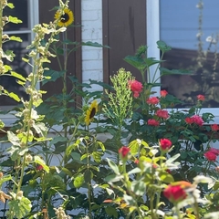 Гостевой дом Ростов Казачий, Ростовская область