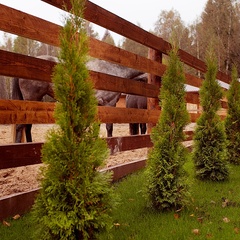 База отдыха Хомяковское подворье, Московская область