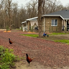 База отдыха БенелюксДон, Ростовская область