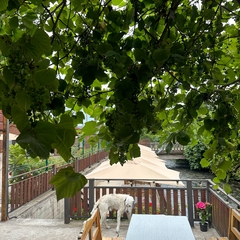 База отдыха Царское село Анхуа, Гудаута