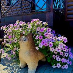 База отдыха Рыжий кот, Республика Алтай