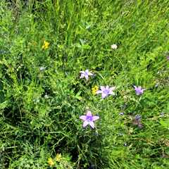 Гостевой дом Ласточкино гнездо, Республика Карелия
