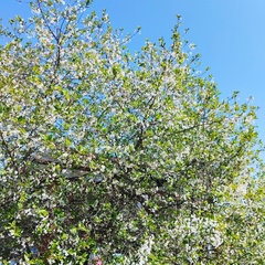 Гостевой дом Ласточкино гнездо, Республика Карелия