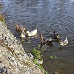 Дом Клёвое место, Республика Северная Осетия - Алания