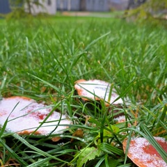 Дом Братья Грин, Московская область