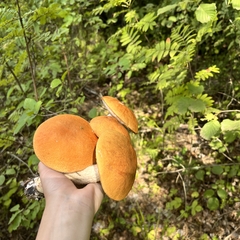 Вилла Першино, Московская область