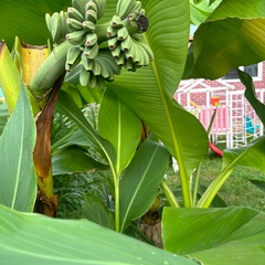 Гостевой дом Вилла Чудачка, Краснодарский край