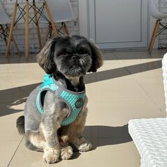 Гостевой дом Вилла Чудачка, Краснодарский край