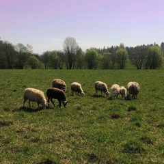 Гостевой дом Vilajoki Agro, Ленинградская область