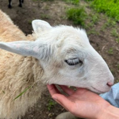 Гостевой дом Vilajoki Agro, Ленинградская область